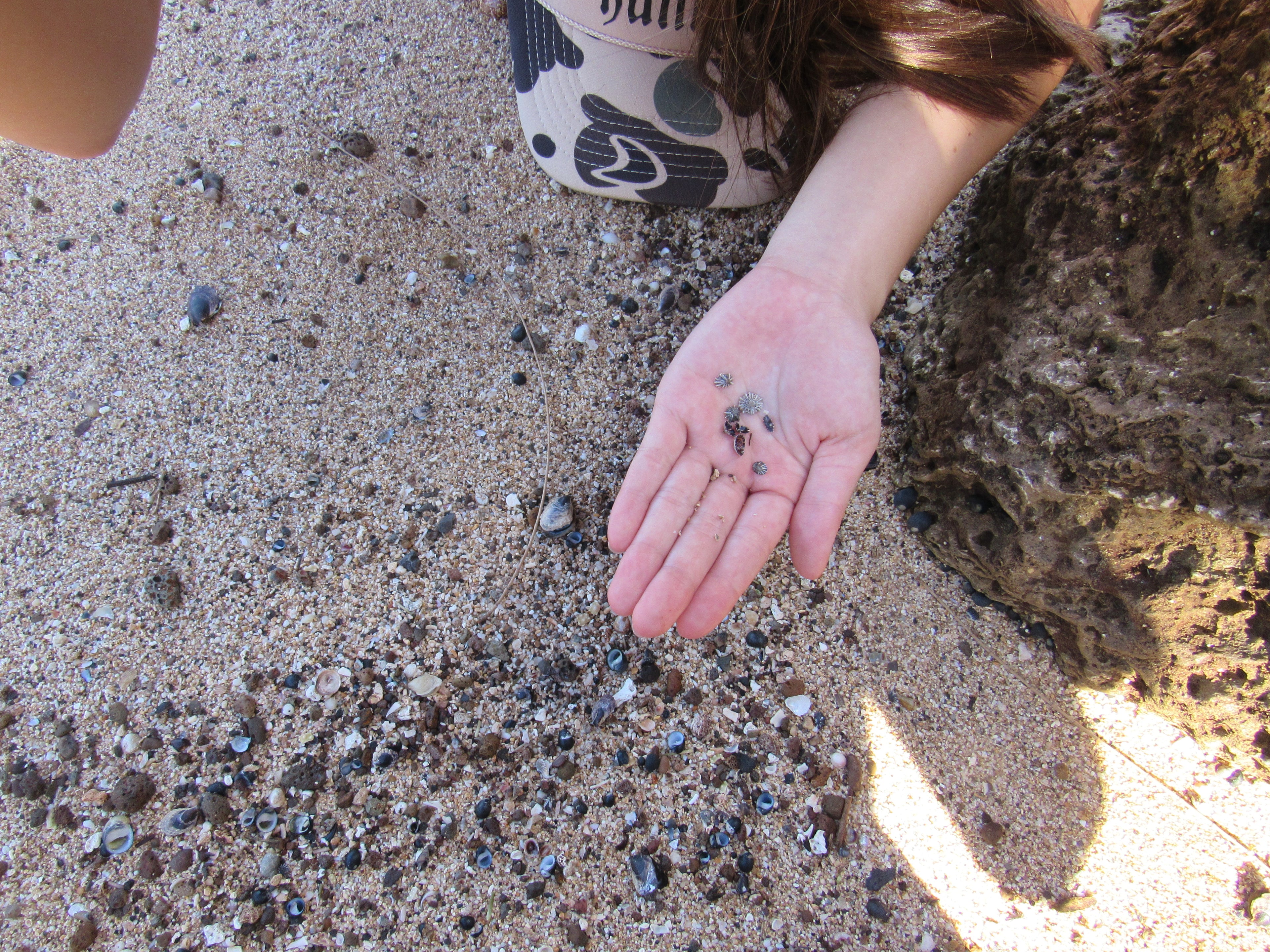 Hand picked shells 